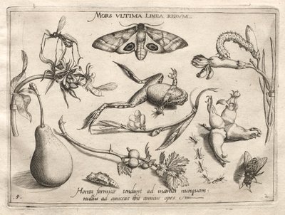 Archetypen en Studies: De dood is de lijn die het einde van alles markeert (Deel II, plaat 5) door Joris Hoefnagel