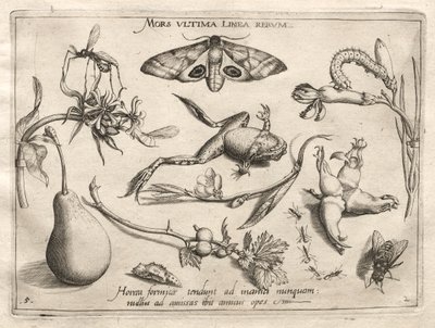 Archetypes en Studies: De dood is de lijn die het einde markeert Deel II, plaat 5, 1592 door Joris Hoefnagel