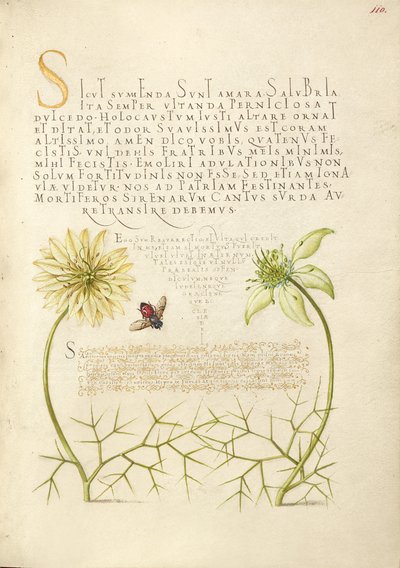 Zwarte komijnen en insecten door Joris Hoefnagel