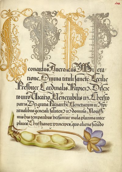 Tuinboon en leverblad door Joris Hoefnagel