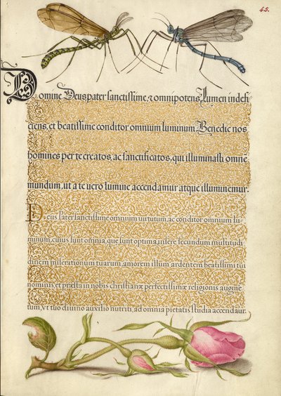 Kraanvogelvlieg, insect en Franse roos door Joris Hoefnagel