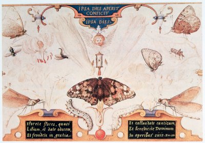 Diptiek met bloemen en insecten, 1591 door Joris Hoefnagel