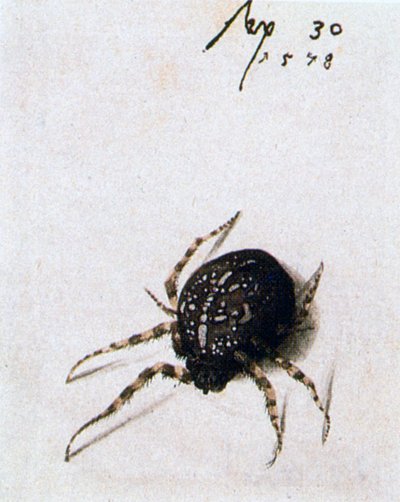 Vrouwelijke spin, 1578 door Joris Hoefnagel