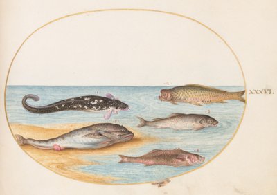 Vis, ca. 1575-80 door Joris Hoefnagel