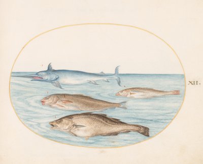 Vis, ca. 1575-80 door Joris Hoefnagel