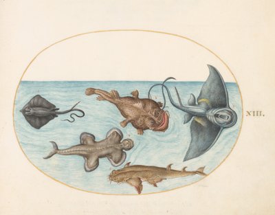 Vis, ca. 1575-80 door Joris Hoefnagel