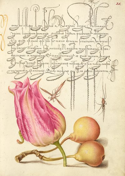 Denkbeeldig insect, tulp, spin en gewone peer door Joris Hoefnagel