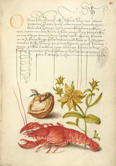 Insect, Engelse walnoot, Sint-janskruid en rivierkreeft door Joris Hoefnagel
