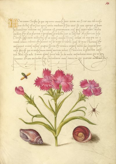 Insect, Lieveheersbeestje, Spin, Zeeweekdier en Oog van Santa Lucia door Joris Hoefnagel