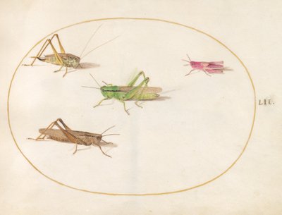 Insecten, ca. 1575-80 door Joris Hoefnagel