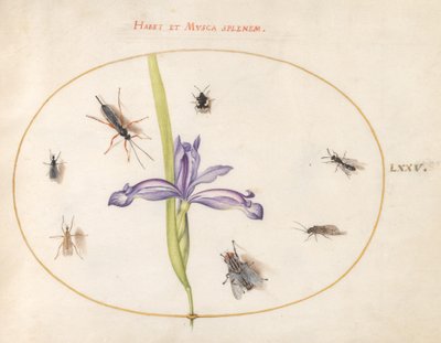 Insecten, ca. 1575-80 door Joris Hoefnagel