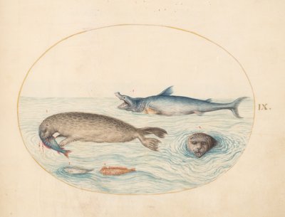 Zeewezens, ca. 1575-80 door Joris Hoefnagel