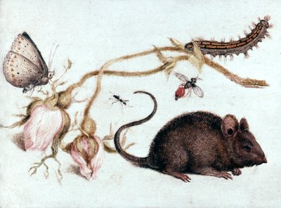 Muis, Bloem en Insect door Joris Hoefnagel