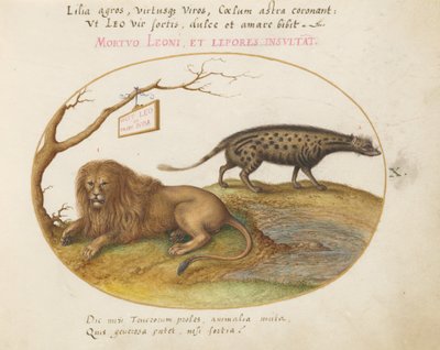 Een leeuw en een civetkat door Joris Hoefnagel