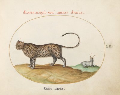 Plaat 12: Een cheetah(?) en een wild schaap door Joris Hoefnagel