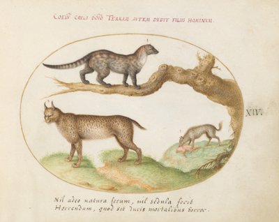 Plaat 14: Een Civet, een Lynx en een Hyena door Joris Hoefnagel