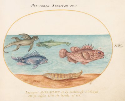 Plaat 14: Een 
