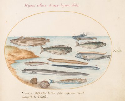 Blad 17: Een Kabeljauw, Weevervis, Paling en Andere Vissen door Joris Hoefnagel
