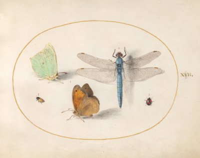Plaat 17: citroenvlinders en zandoogjes (?), een blauwe glazenmaker en twee kleine insecten door Joris Hoefnagel
