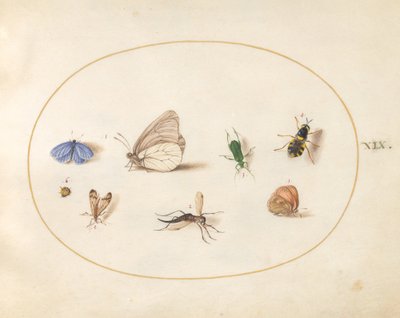 Plaat 19: Twee Vlinders met Vijf Andere Insecten door Joris Hoefnagel