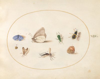 Plaat 19: twee vlinders met vijf andere insecten door Joris Hoefnagel