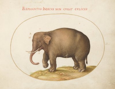 Plaat 1: Olifant met Insecten door Joris Hoefnagel