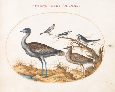 Plaat 20: Een kievit met vier andere vogels door Joris Hoefnagel