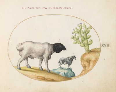 Plaat 22: Zwartkop Perzisch schaap en een schaap met een lange staart, met een cactus door Joris Hoefnagel