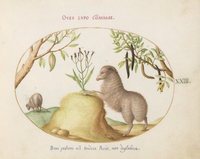 Een Vetstaart Schaap, een Schaap met een Lange Staart, een "Cassia purgatrix," en Andere Planten (plaat 23) door Joris Hoefnagel