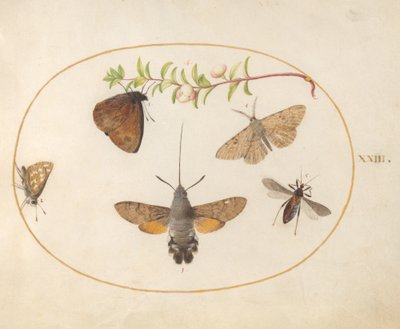 Plaat 23: Valkmot, Vlinders en Andere Insecten rond een Sneeuwbes Tak door Joris Hoefnagel