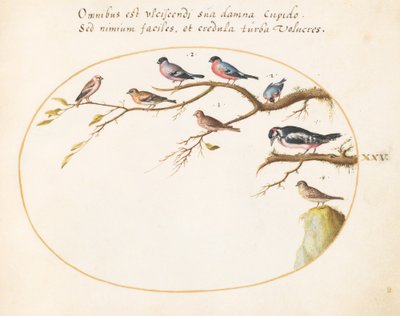 Plaat 25: Grote bonte specht, goudvinken, mussen en andere vogels door Joris Hoefnagel