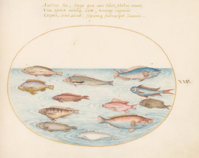 Middellandse Zee Regenbooglipvis, Andere Lipvissen, een Zwaluwstaart Zeebaars(?), Verschillende "Anthiae," en Andere Vissen (plaat 25) door Joris Hoefnagel