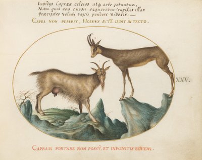 Plaat 25: Twee Wilde Geiten door Joris Hoefnagel