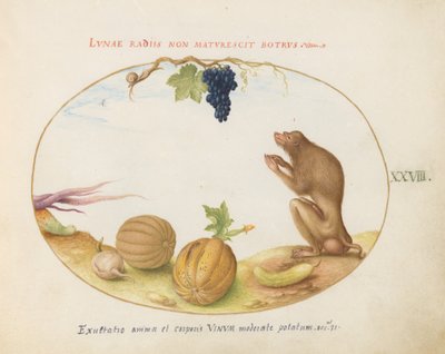 Plate 28: Een "Tartarine" (Berberaap?) met Fruit en een Slak door Joris Hoefnagel