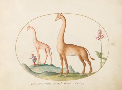 Plaat 2: Twee giraffen met een begeleider door Joris Hoefnagel