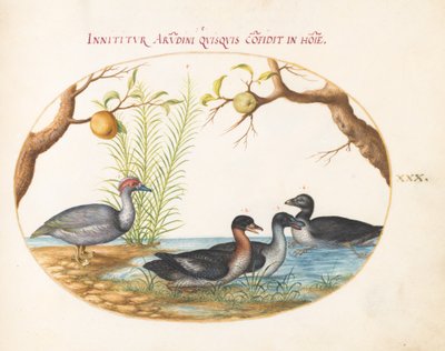 Blad 30: Een Moskouse(?) Eend, een Vierpotige Eend en Twee Andere Vogels door Joris Hoefnagel