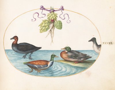 Plaat 36: Roodborstzaagbek, Slobeend en twee andere watervogels met artisjokken door Joris Hoefnagel
