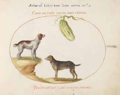 Twee spaniels met een kalebas door Joris Hoefnagel