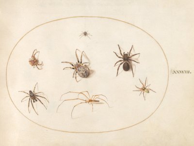 Plaat 38: Zeven spinnen door Joris Hoefnagel