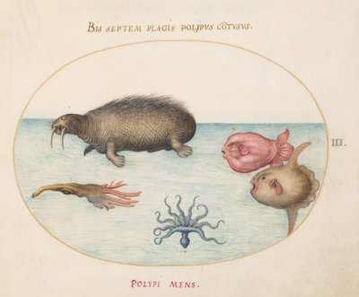 Plaat 3: Een Walrus, een Negenbenige Octopus en een Maanvis door Joris Hoefnagel