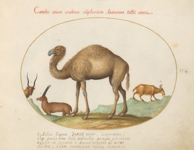 Plaat 3: Kameel, Steenbok en Geit door Joris Hoefnagel
