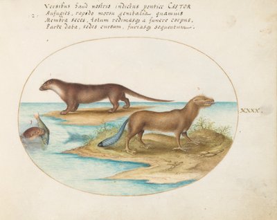 Plaat 40: Twee Otters en een Bever door Joris Hoefnagel