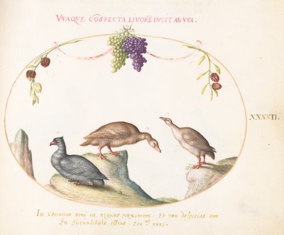 Plaat 42: Twee Grijze Ganzen met een Derde Vogel en Hangende Druiven door Joris Hoefnagel