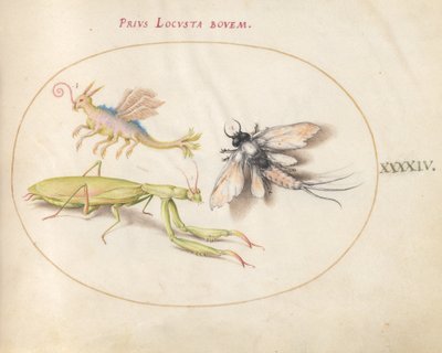 Plaat 44: Bidsprinkhaan en Eendagsvlieg met een Denkbeeldig Insect door Joris Hoefnagel