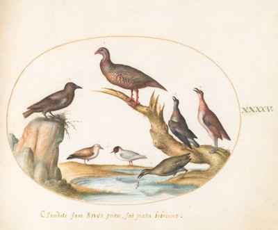 Plaat 45: Meeuwen en andere vogels aan de kust door Joris Hoefnagel