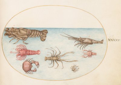 Plaat 45: Kreeft, Squilla Mantis, en Andere Schaaldieren door Joris Hoefnagel