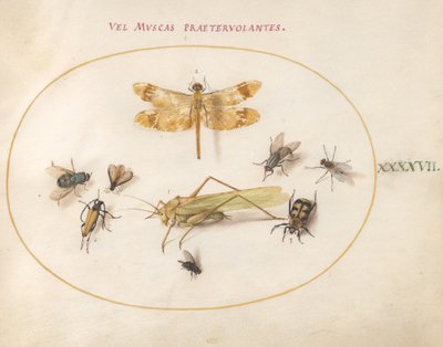 Plaat 47: Een Libel, een Sprinkhaan, Huismuizen, een Aaskever, een Bloemlanghoornkever en Andere Insecten door Joris Hoefnagel