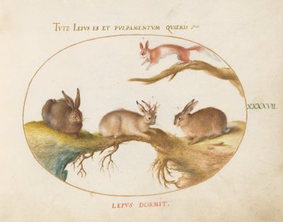 Plaat 47: Een haas, "Jackalope," een konijn en een gevlekte eekhoorn door Joris Hoefnagel