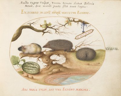 Plaat 48: Cavia en egels met meloen en hazelnoten door Joris Hoefnagel