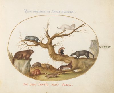 Plaat 49: Marmot, hamsters, rat, veldmuis, spitsmuis en een coati door Joris Hoefnagel